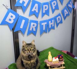 cat birthday 2